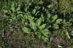 Cynoglossum officinale