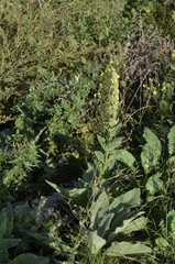 Verbascum thapsus