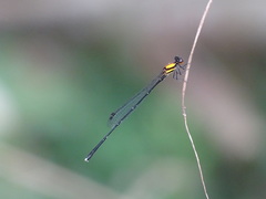 Prodasineura croconota