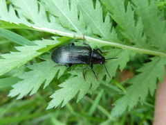Melandrya caraboides