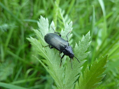 Melandrya caraboides