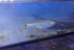 Rasbora elegans