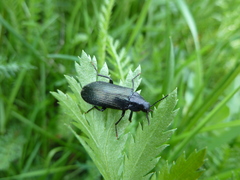 Melandrya caraboides