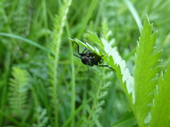 Melandrya caraboides