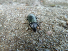 Melandrya caraboides