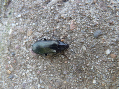 Melandrya caraboides