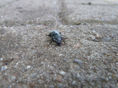 Melandrya caraboides