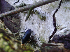 Melandrya caraboides