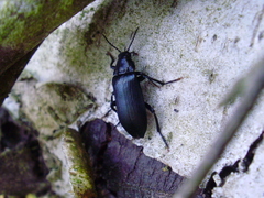 Melandrya caraboides