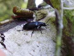 Melandrya caraboides