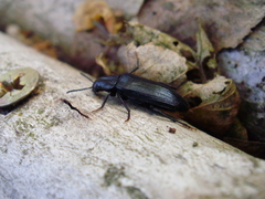 Melandrya caraboides