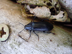 Melandrya caraboides