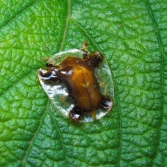 Syngambria