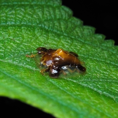 Syngambria