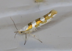 Argyresthia calliphanes