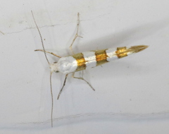 Argyresthia calliphanes