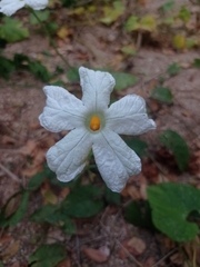 Polyclathra cucumerina