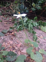 Polyclathra cucumerina