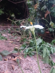 Polyclathra cucumerina
