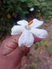 Polyclathra cucumerina