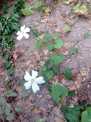 Polyclathra cucumerina