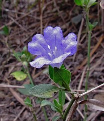 Ruellia erythropus