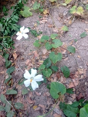 Polyclathra cucumerina