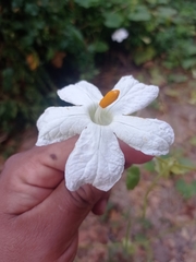 Polyclathra cucumerina