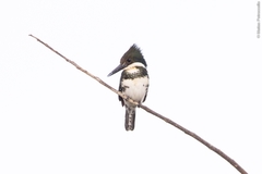 Chloroceryle americana