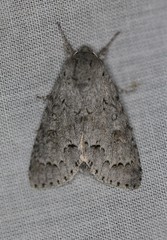 Acronicta hastulifera