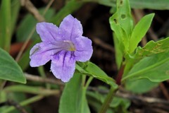 Ruellia erythropus
