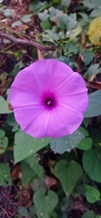 Ipomoea splendor-sylvae