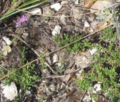 Thymus granatensis