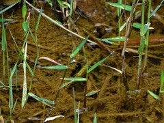 Agriocnemis femina oryzae