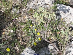 Thymus granatensis