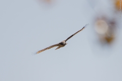 Rupornis magnirostris