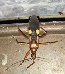 Zelurus fulvomaculatus