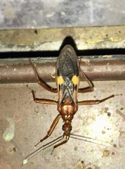 Zelurus fulvomaculatus