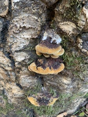 Fuscoporia gilva