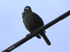 Cinclodes patagonicus chilensis