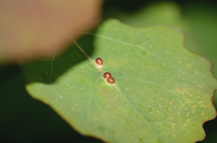 Harmandiola globuli