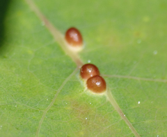 Harmandiola globuli