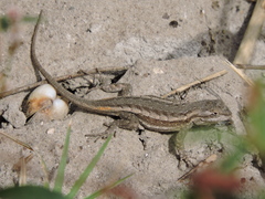 Sceloporus edbelli