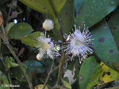 Myrceugenia planipes