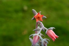 Echeveria prunina