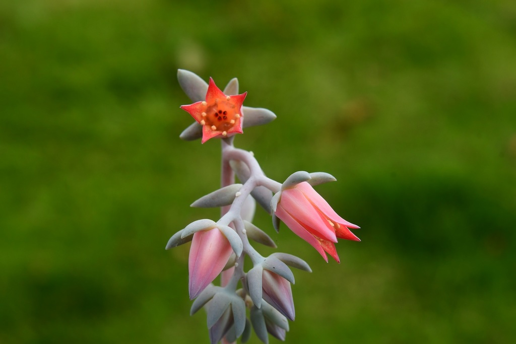 Echeveria prunina