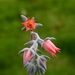 Echeveria prunina - Photo (c) Neptalí Ramírez Marcial, some rights reserved (CC BY), uploaded by Neptalí Ramírez Marcial