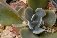 Echeveria prunina