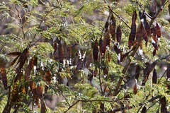 Leucaena diversifolia