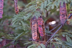 Leucaena esculenta